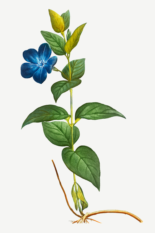 Blue Flower Poster